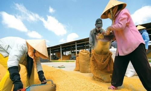 Gạo Việt Nam từng bước tiến vào thị trường châu Âu