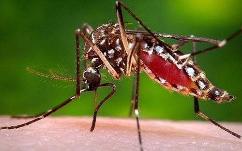 Muỗi truyền bệnh do virus Zika đã xuất hiện ở sân bay Đà Nẵng