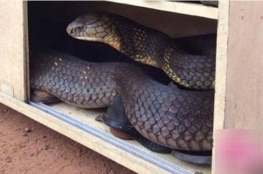 Đứng tim vì thấy rắn hổ mang chúa trong tủ giày ở nhà