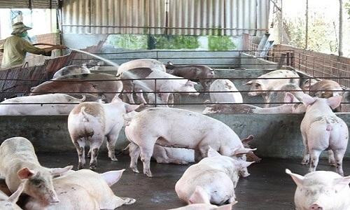 Thương lái Trung Quốc đang ‘ráo riết’ thu mua lợn Việt Nam