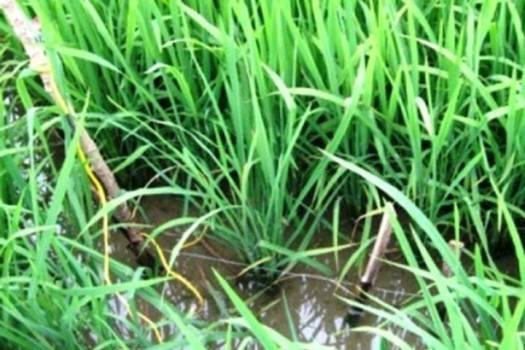 Vướng bẫy chuột điện tại ruộng lúa, 2 thanh niên thiệt mạng