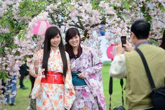 TP.HCM nhập 10.000 cành đào Nhật cho lễ hội hoa anh đào