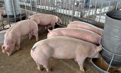 Vẫn chưa có giải pháp kiểm soát thịt lợn bán tiểu ngạch qua Trung Quốc 