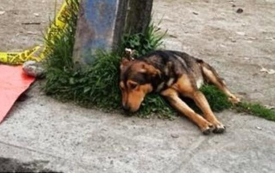 Nhói lòng ảnh chú chó nằm buồn bã bên người chủ chết vì tai nạn