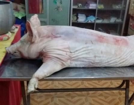 Đem nguyên con lợn sống vào chùa cúng Phật, rồi xẻ thịt nấu cỗ