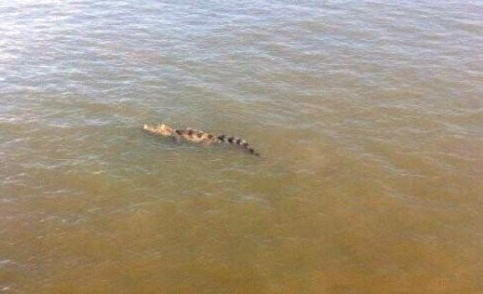 Sẽ không bắn hạ con cá sấu trên cửa sông Soài Rạp 