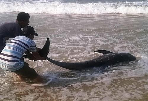 Cá voi chết dạt vào bờ biển miền Trung, người dân lo lắng