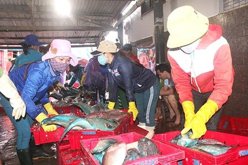 Đà Nẵng: Phát hiện cá chết phân hủy mạnh, tiêu thụ cá gặp khó khăn