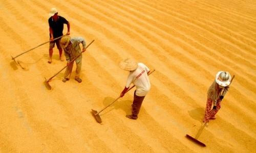 Giá lúa gạo bớt ‘nóng’ do sức mua từ Trung Quốc bắt đầu giảm