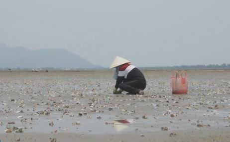 Sau cá chết hàng loạt, ngao lại chết trắng đầm ở Hà Tĩnh