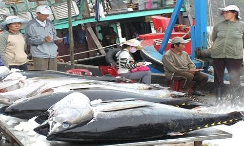 Khó khăn tại EU, Nhật… đẩy xuất khẩu cá ngừ của VN sang Trung Quốc tăng đột biến 