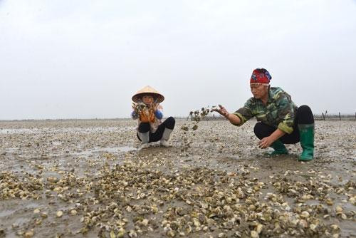 Hàng chục ha nuôi ngao ở Quảng Ninh chết hàng loạt