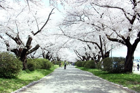 Iwate, thiên đường hoa anh đào ở Nhật Bản
