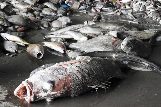 Tiến sĩ Nguyễn Văn Lạng: Tôi tin chính phủ sẽ sớm công bố kết quả nguyên nhân cá chết