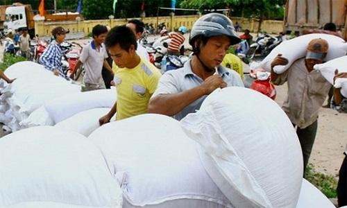 Cấp phát 800 tấn gạo cho 2 tỉnh bị ảnh hưởng bởi cá biển chết