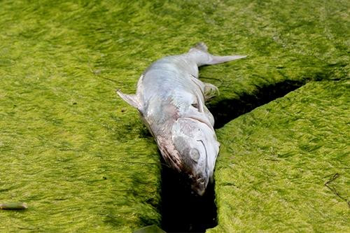 Thừa Thiên-Huế: Cá biển và cá nuôi lồng lại chết hàng loạt