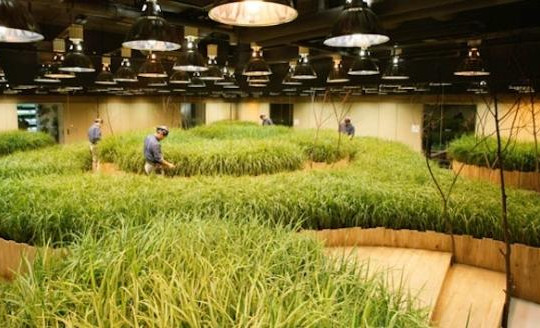 Ngất ngây với ruộng lúa chín trồng ngay bên trong tòa nhà công ty Nhật Bản