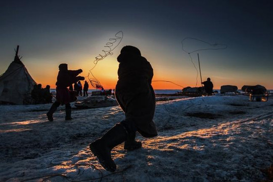 Nenets, bộ tộc chăn tuần lộc hiếm hoi của vùng cực Bắc