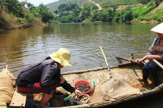 Cá nuôi trên sông Bưởi (Thanh Hóa) chết hàng loạt