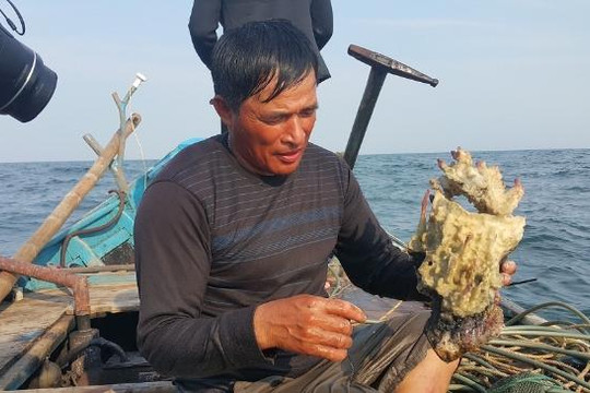Ngư dân Quảng Bình tiết lộ bí mật: Rừng bia mộ các loài dưới biển