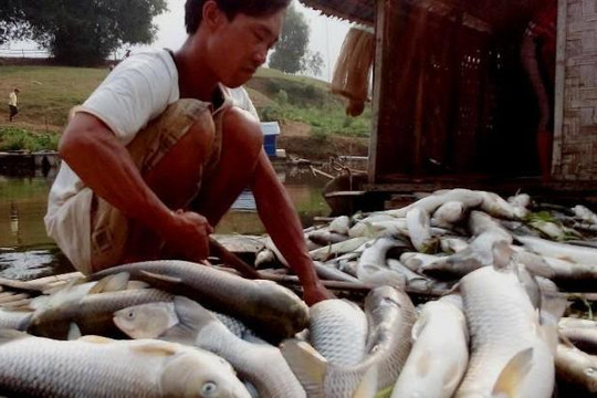 Dân nuôi cá mếu máo kể về ‘dòng nước đen hôi’ sông Bưởi (Thanh Hóa)