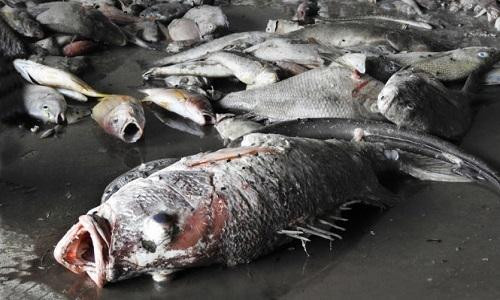 Cấm thu mua cá chết tại 4 tỉnh miền Trung để chế biến xuất khẩu