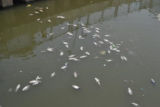 Mưa đầu mùa làm ô nhiễm kênh Nhiêu Lộc-Thị Nghè  gây hiện tượng cá chết 
