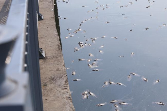 Bước đầu xác định được nguyên nhân cá chết trên kênh Nhiêu Lộc