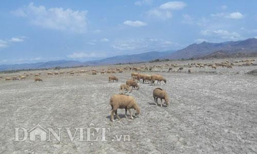 Ninh Thuận thiếu nước: lông cừu màu trắng thành vàng đen