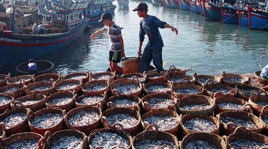 Thảm họa cá chết khiến kinh tế biển bị ảnh hưởng nặng nề