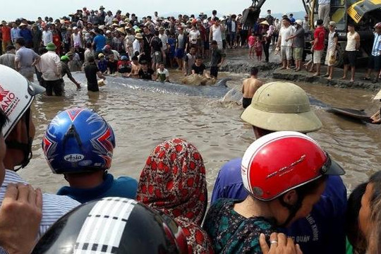 Clip người dân Nghệ An giải cứu cá voi hơn 15 tấn dạt vào bờ