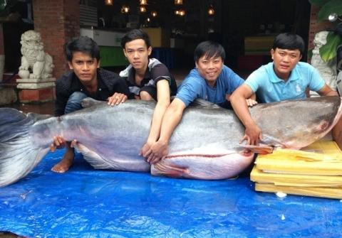 Những con cá khủng từng 'bơi' về nhà hàng ở Sài Gòn