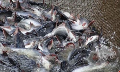 Thượng viện Mỹ thông qua nghị quyết hủy bỏ giám sát cá da trơn