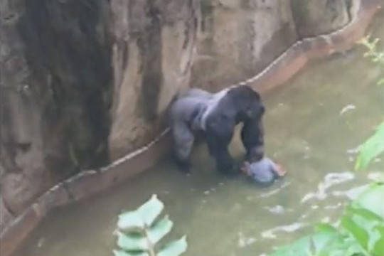 Bắn chết khỉ đột trong sở thú để giải cứu bé trai 4 tuổi