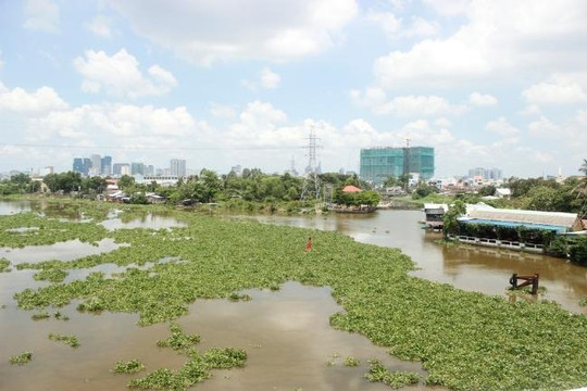 Lục bình đột nhiên đổ dồn về sông Sài Gòn