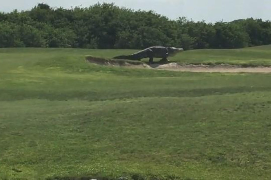 Cá sấu khổng lồ 'tung tăng' trong sân golf Mỹ