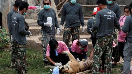 Đột kích ngôi chùa nuôi hơn 100 con hổ ở Thái Lan