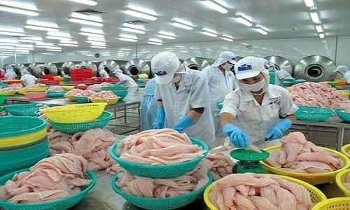 Hiện tượng cá chết ở miền Trung không ảnh hưởng tới chất lượng hải sản xuất khẩu