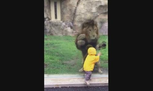 Clip: Sư tử trong vườn thú vồ cậu bé 2 tuổi