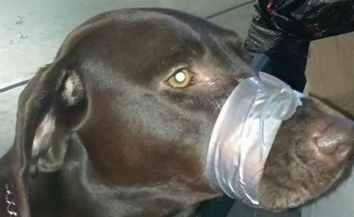 Một phụ nữ bị giam 60 ngày vì dùng băng keo dán miệng chó