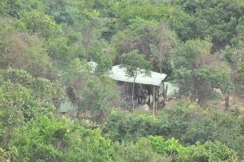 Lại thêm vụ phá rừng tại Khu bảo tồn thiên nhiên Sơn Trà
