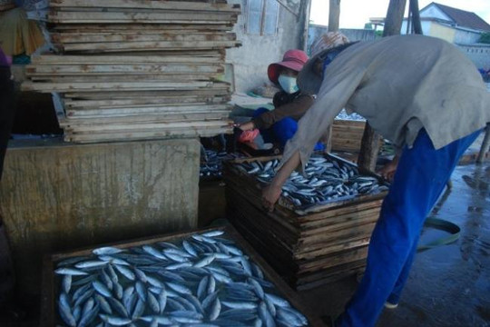 Phát hiện 30 tấn cá nục đông lạnh ở Quảng Trị có chất cực độc