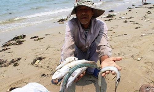 Vụ cá chết ở miền Trung: Đường dây nóng hỗ trợ tiêu thụ cá không còn 'nóng'