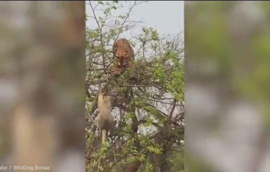 Clip khỉ mẹ ôm con chiến đấu với hổ trên ngọn cây