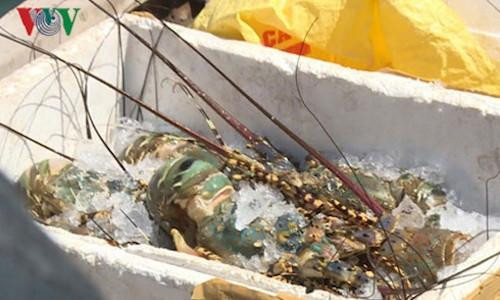 Số tôm cá chết hàng loạt ở Phú Yên lên tới 12 tấn