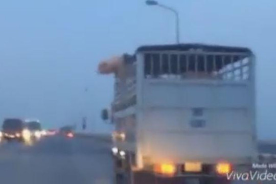 Clip lợn nhảy xuống từ xe tải trên cầu Thăng Long