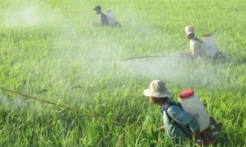 Chi 20,5 tỉ đồng/ngày nhập thuốc trừ sâu Trung Quốc: Việt Nam tự đầu độc chính mình