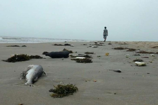 Phóng sự thảm họa cá chết tại Việt Nam làm rúng động Đài Loan