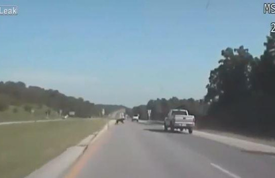 Clip gấu đen 'tấn công' xe bán tải trên quốc lộ Mỹ