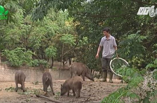 Đào hào nuôi lợn rừng, nông dân thành tỉ phú
